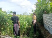 Bhabinkamtibmas Dukung Petani Jagung di Lombok Barat