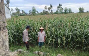 Polres Loteng Tinjau Lahan Jagung Warga di Praya Barat, Ajak Optimalkan Perawatan.