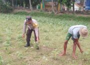 Ketahanan Pangan Lokal, Inisiatif Bhabinkamtibmas di Lombok Barat