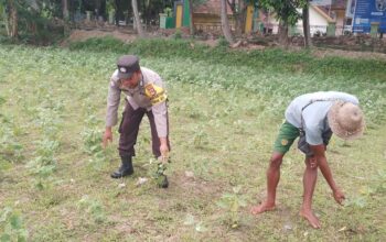 Ketahanan Pangan Lokal, Inisiatif Bhabinkamtibmas di Lombok Barat