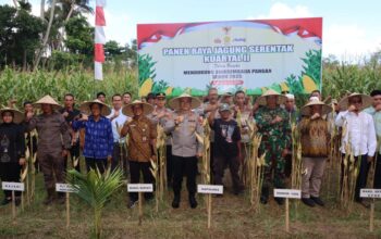 Panen Raya Jagung Serentak Dukung Swasembada Pangan di Lombok Barat