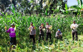 Panen Raya Jagung di Lombok Barat, Wujud Sinergi TNI-Polri dan Petani