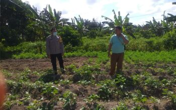 Polri Dukung Ketahanan Pangan Nasional Bhabinkamtibmas Jagaraga Ajak Petani Manfaatkan Lahan Produktif