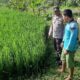 Polri Perkuat Swasembada Pangan di Desa Montong Are