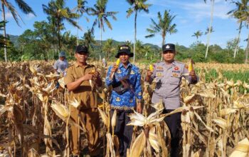 Polsek Gerung Dampingi Panen Jagung di Giri Tembesi
