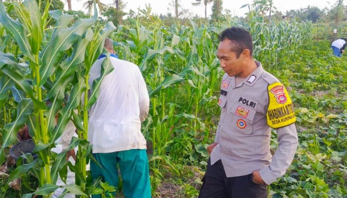 Bhabinkamtibmas Dukung Ketahanan Pangan di Kuripan Utara