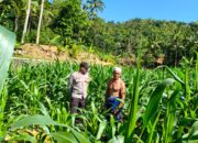 Sinergi Polri-Petani, Pengecekan Lahan Jagung di Mareje Timur
