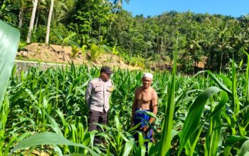 Sinergi Polri-Petani, Pengecekan Lahan Jagung di Mareje Timur