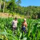 Sinergi Polri-Petani, Pengecekan Lahan Jagung di Mareje Timur