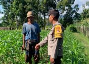 Sinergi Polri dan Petani Gerung dalam Wujudkan Ketahanan Pangan