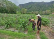 Bhabinkamtibmas Desa Benete Dampingi Petani Sayur Sukseskan Ketahanan Pangan di Desa Binaan