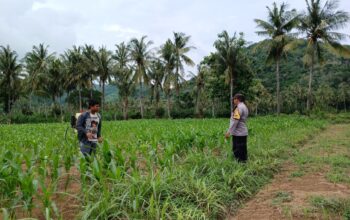 Bhabinkamtibmas di Gerung Dukung Petani Jagung di Giri Tembesi