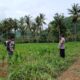 Bhabinkamtibmas di Gerung Dukung Petani Jagung di Giri Tembesi