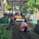 Babinsa Punia dan Lurah Sinergi Tanam Cabai, Wujudkan Lingkungan Hijau dan Mandiri Pangan