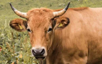 Polres Bima Kota Siapkan 13 Ekor Sapi Kurban pada Idul Adha 2025