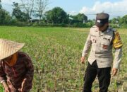Polsek Gerung Perkuat Ketahanan Pangan Lewat Pendampingan Petani di Babussalam