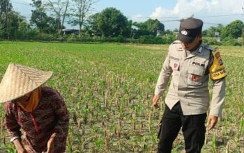 Polsek Gerung Perkuat Ketahanan Pangan Lewat Pendampingan Petani di Babussalam