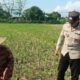 Bhabinkamtibmas Babussalam Dukung Petani Jagung di Lemukek Daya