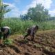 Bhabinkamtibmas Giri Tembesi Dukung Petani Pendem Baru Tingkatkan Produktivitas