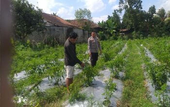 Bhabinkamtibmas Jagaraga Dorong Pemanfaatan Pekarangan untuk Ketahanan Pangan Keluarga