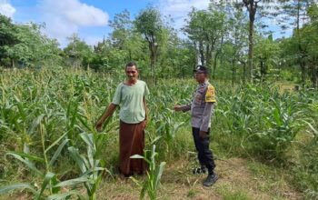 Pemanfaatan Lahan Kosong untuk Ketahanan Pangan di Dusun Pewaringan, Sekotong