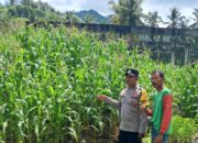 Bhabinkamtibmas Sekotong Dorong Pemanfaatan Pekarangan untuk Ketahanan Pangan