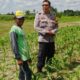 Bhabinkamtibmas Telagawaru Ajak Petani Wujudkan Swasembada Pangan Keluarga