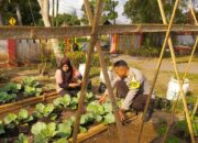 KWT Dusun Pemangket Ubah Pekarangan Jadi Kebun Sayur Produktif di Kuripan Utara