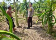 Ketahanan Pangan Diperkuat, Polres Lombok Barat Turun ke Ladang