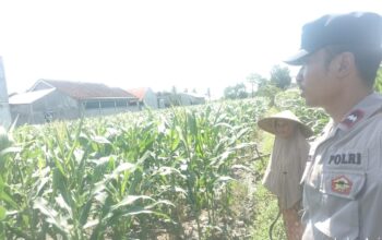 ketahanan pangan, Bhabinkamtibmas, Labuapi, Polsek Labuapi, pekarangan produktif, pertanian lokal, sinergi polisi masyarakat, NTB, pangan nasional, Harkamtibmas