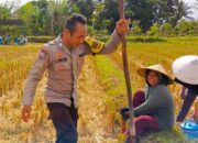 Bhabinkamtibmas Kuripan Utara Dorong Ketahanan Pangan dari Lahan Produktif Warga