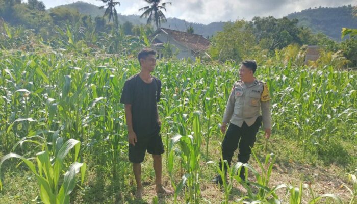 Bhabinkamtibmas Cendi Manik Dukung Ketahanan Pangan Lewat DDS di Sekotong