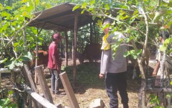 Bhabinkamtibmas Batu Putih Bina Warga Kembangkan Sapi Ternak