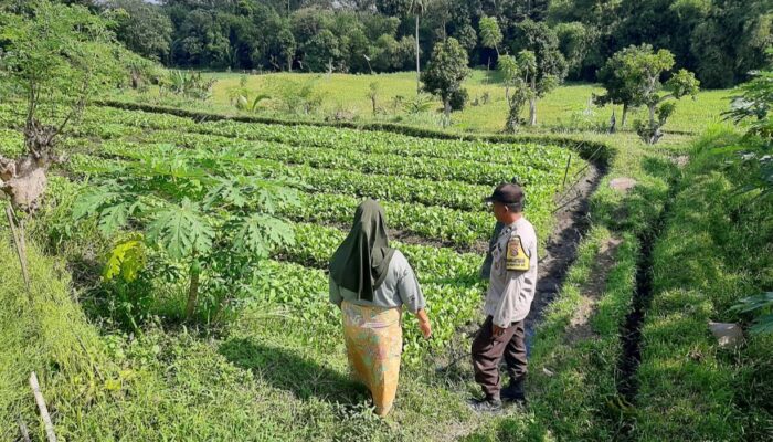 Bhabinkamtibmas Dorong Ketahanan Pangan di Dusun Nyiur Gasing, Lombok Barat