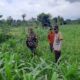Bhabinkamtibmas Montong Are Dukung Petani Tingkatkan Ketahanan Pangan