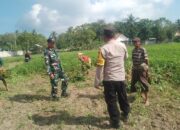 Sinergi TNI-Polri Dukung Ketahanan Pangan di Desa Taman Ayu, Gerung