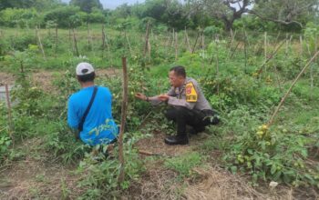 Bhabinkamtibmas Rhee Loka Sambang Desa, Apresiasi Budidaya Sayuran Warga demi Ketahanan Pangan