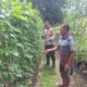 Wujudkan Ketahanan Pangan, Bhabinkamtibmas dan Warga Desa Luk Ubah Pekarangan Jadi Kebun Produktif