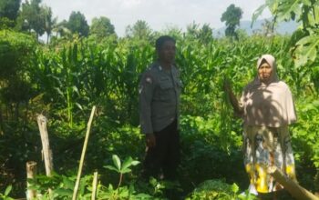 Pendekatan Humanis Polri di Sawah Karang Kuripan: Wujudkan Pangan Aman
