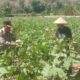 Wujudkan Ketahanan Pangan, Bhabinkamtibmas dan Warga Desa Rhee Ubah Pekarangan Kosong Jadi Kebun Sayur