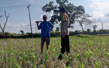 Pekarangan Jadi Lumbung Keluarga: Polri dan Warga Desa Kuripan Wujudkan Pangan Tangguh