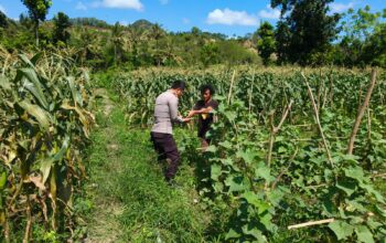 Bhabinkamtibmas Desa Pasir Putih Dampingi Pengelolaan Pekarangan Pangan Bergizi