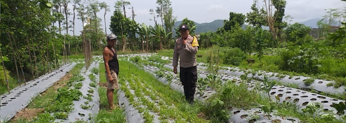 Bhabinkamtibmas Batulayar Dampingi Warga Panen Cabai, Dorong Pangan Mandiri dari Pekarangan