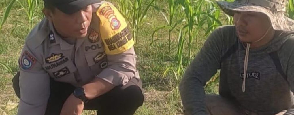 Bhabinkamtibmas Karang Bongkot Dukung Petani Jagung Manis Eksotik Lombok Barat
