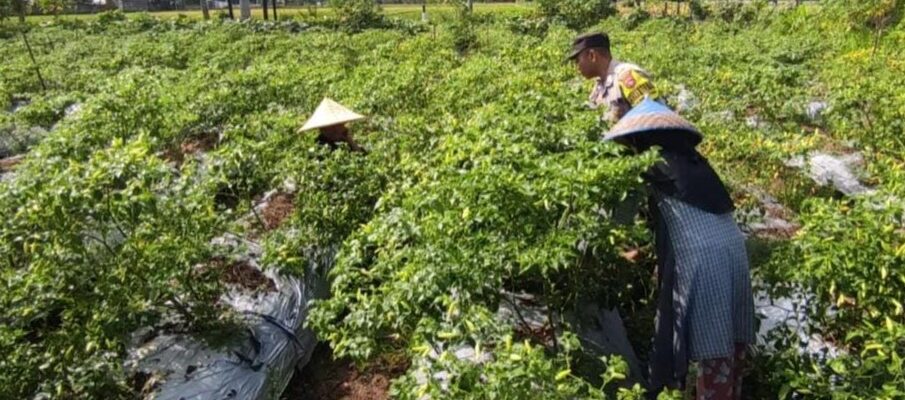 Bhabinkamtibmas Kuripan Utara Dampingi Petani Panen Cabai, Dukung Ketahanan Pangan