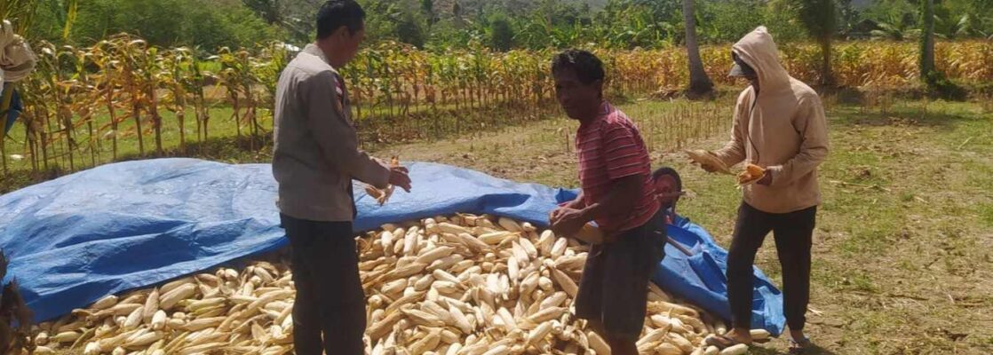 Bhabinkamtibmas Sekotong Dukung Petani Jagung di Desa Batu Putih