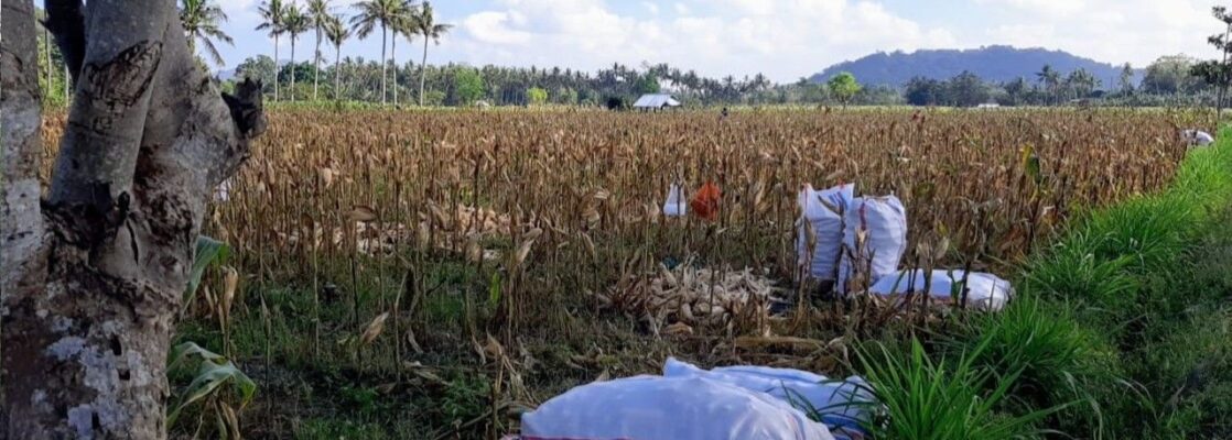 Bhabinkamtibmas Tempos Dampingi Panen Jagung, Wujud Nyata Dukung Ketahanan Pangan