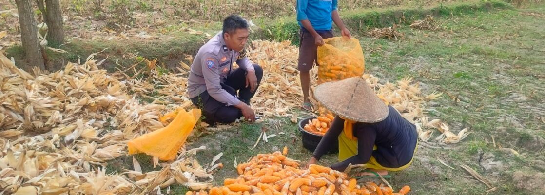 Jalin Silaturahmi, Bhabinkamtibmas Lembar Dukung Petani Jagung di Eyat Mayang
