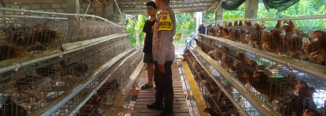 Kemitraan Strategis, Bhabinkamtibmas Kuripan dan Peternak Berkolaborasi Wujudkan Ketahanan Pangan