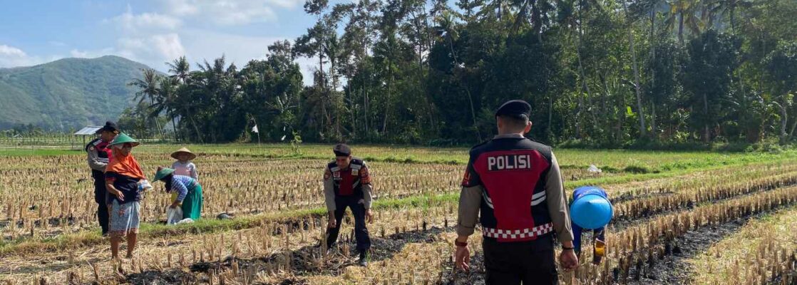 Polres Lombok Barat Dampingi Petani Jagung Desa Kebon Ayu untuk Ketahanan Pangan